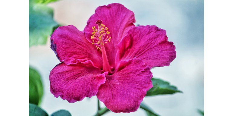 Herbata z hibiskusa – na co pomaga i dlaczego warto ją pić?