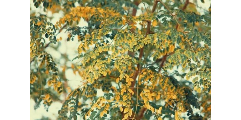 Moringa olejodajna – co to jest, właściwości oraz gdzie można kupić?